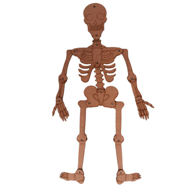 Le squelette humain